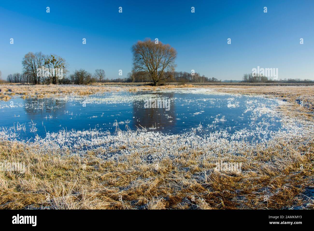Eine gefrorene Wasserpfütze auf einer grasigen Wiese, einem Baum und einem blauen Himmel in Nowiny, Polen Stockfoto