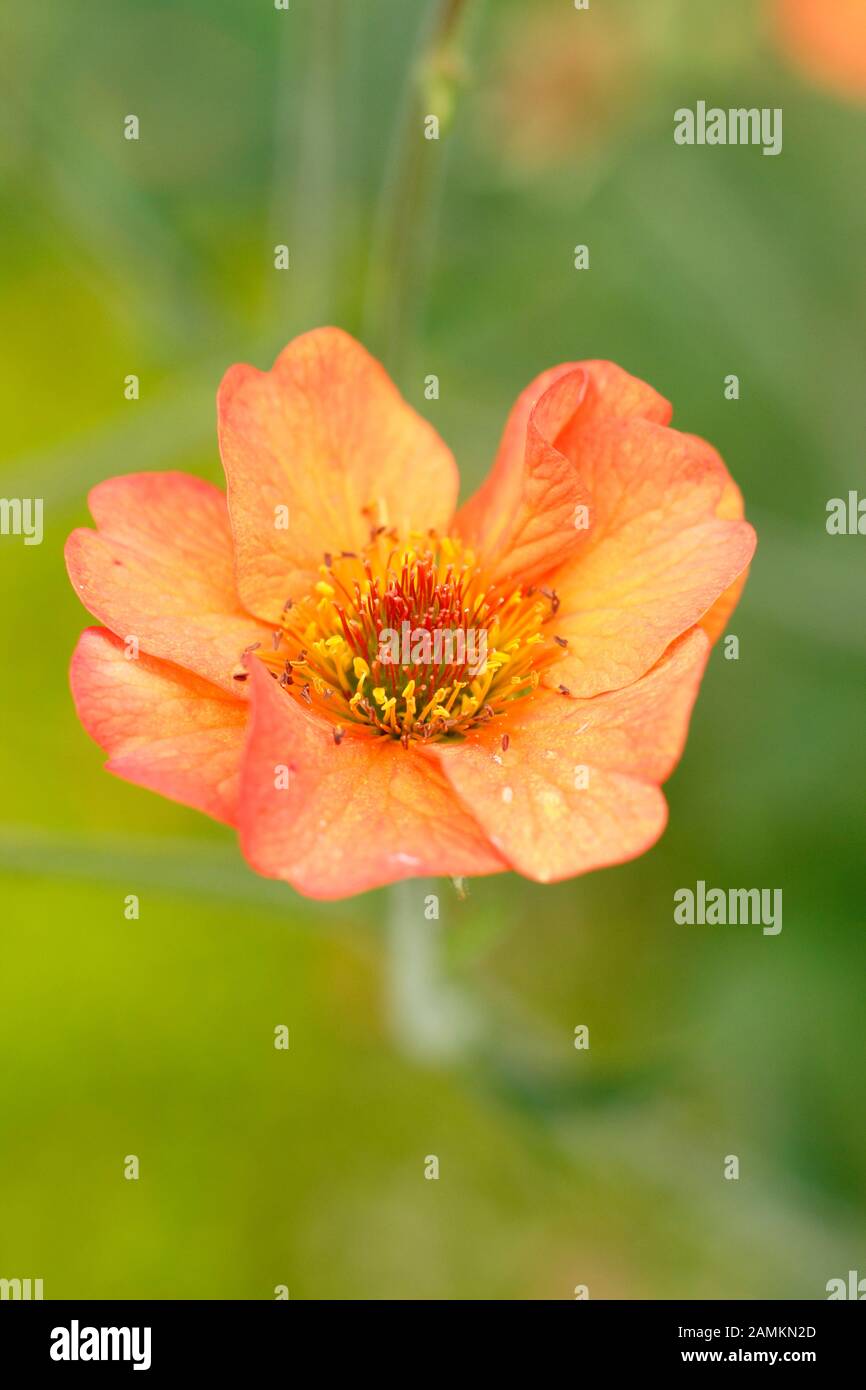 Geum "Totally Tangerine" Blumen. GROSSBRITANNIEN Stockfoto