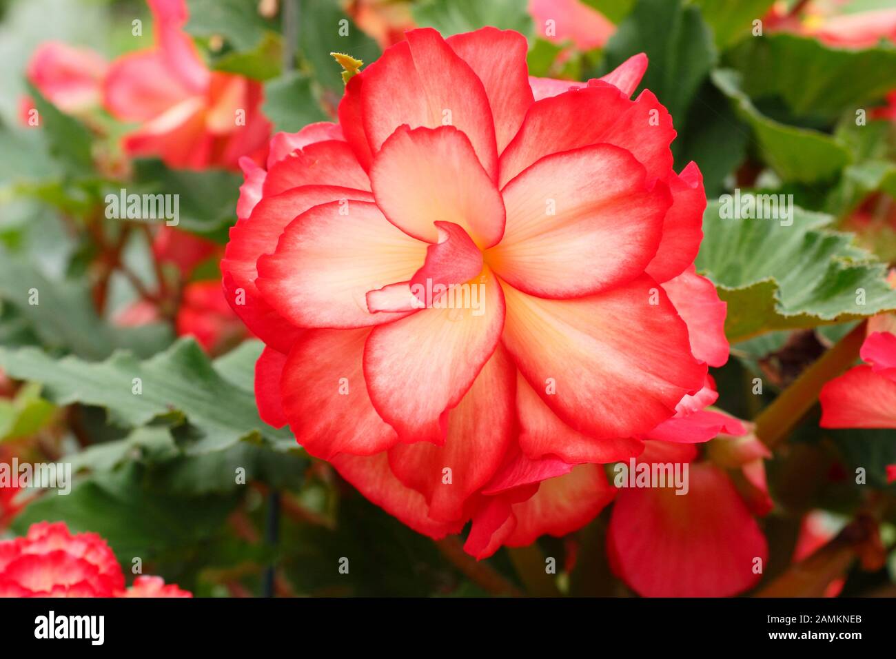 Rufflige Doppelblüte von Begonia 'Majestic Sunburst' im Sommer. GROSSBRITANNIEN Stockfoto