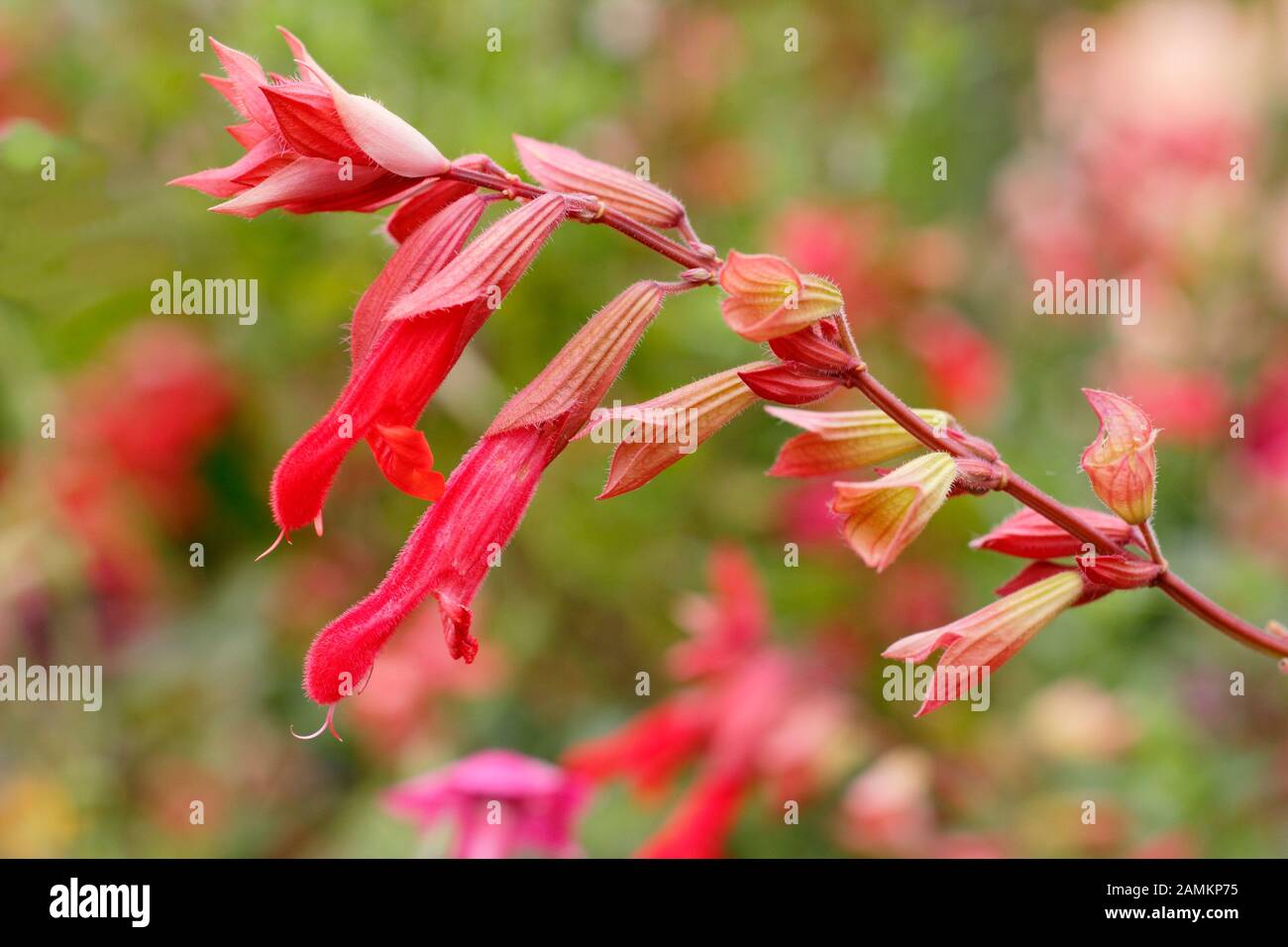 Salvia Embers Wunsch im Spätsommer. VEREINIGTES KÖNIGREICH Stockfoto