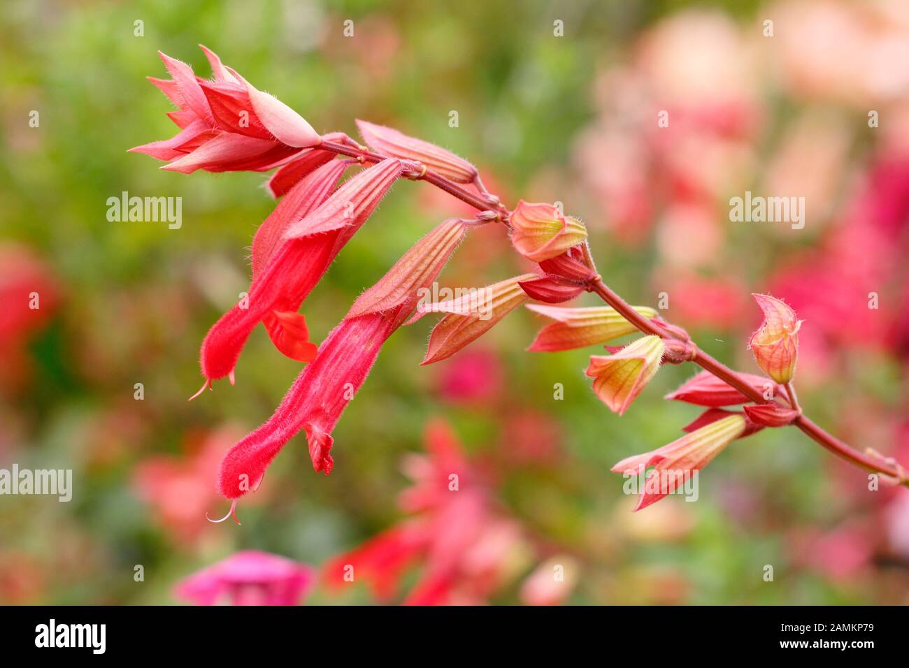 Salvia Embers Wunsch im Spätsommer. VEREINIGTES KÖNIGREICH Stockfoto