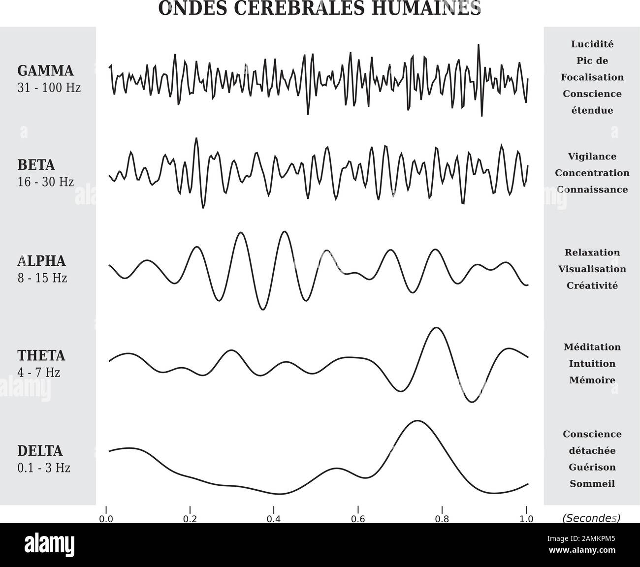 Menschliche Gehirnwellen Schaltplan, lllustration in Schwarz und Weiß - Französische Sprache Stock Vektor