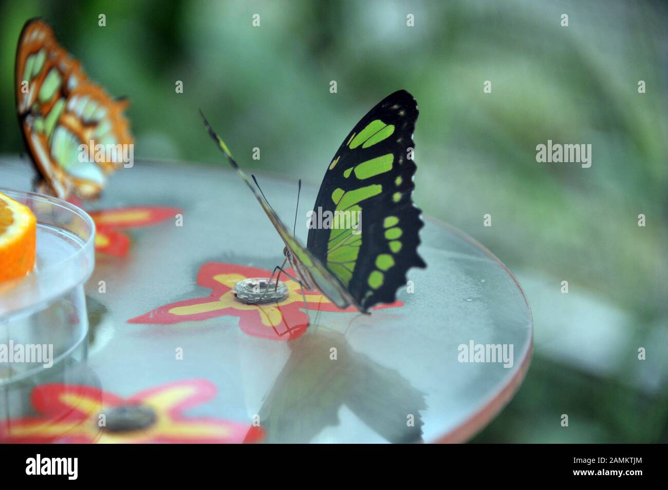 Tropischer Schmetterling im Wasserpflanzenhaus im Botanischen Garten. [Automatisierte Übersetzung] Stockfoto