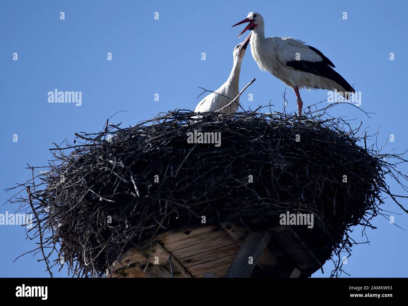 Ein Paar Störche in ihrem Nest auf einem Privathaus in der Altstadt von Gundelfingen. [Automatisierte Übersetzung] Stockfoto