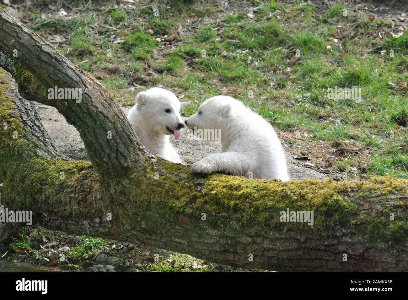 Erster offizieller Ausflug der beiden Eisbärbabys im Freigehege des Zoos Hellabrunn. [Automatisierte Übersetzung] Stockfoto