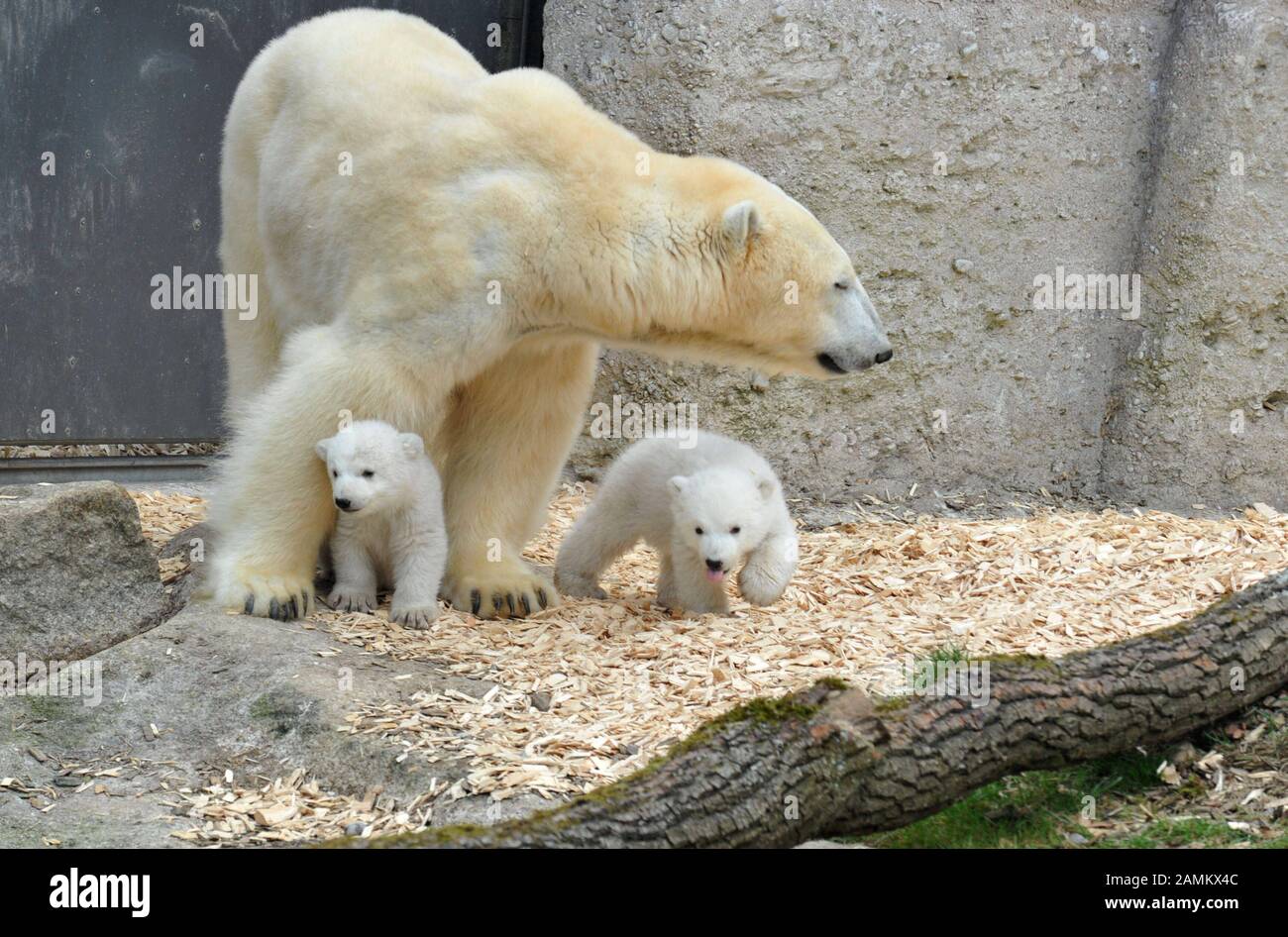 Erste offizielle Exkursion der Eisbären Giovanna und ihrer beiden Eisbärbabys im Freigehege des Zoos Hellabrunn. [Automatisierte Übersetzung] Stockfoto