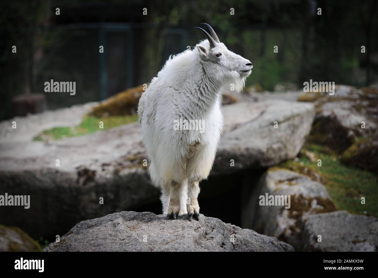 Schneeziege im Münchner Zoo Hellabrunn. [Automatisierte Übersetzung] Stockfoto