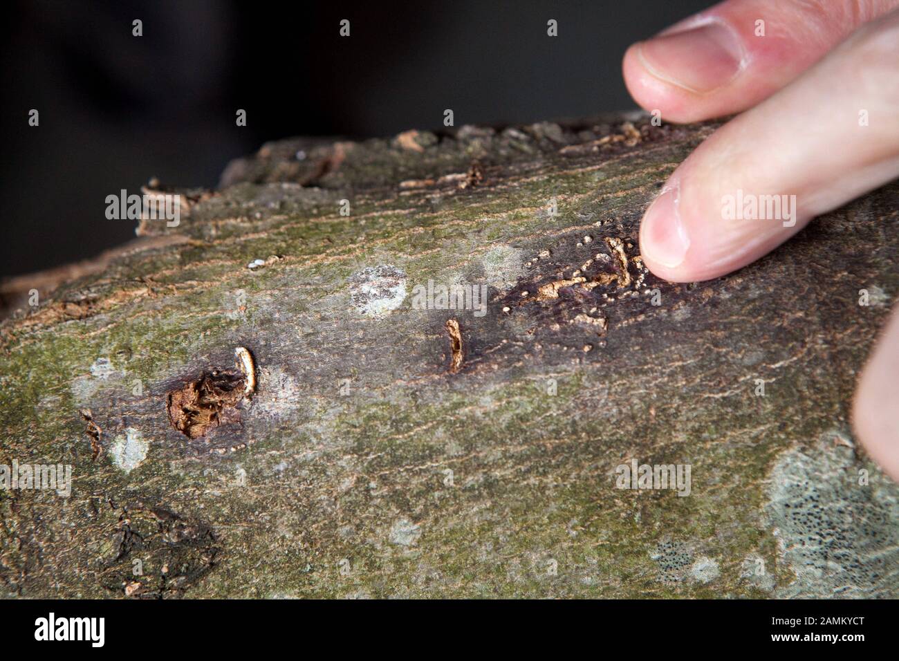 Die Eiablage des asiatischen Longhorn Beetle (ALB) auf einen Baum in Feldkirchen. [Automatisierte Übersetzung] Stockfoto