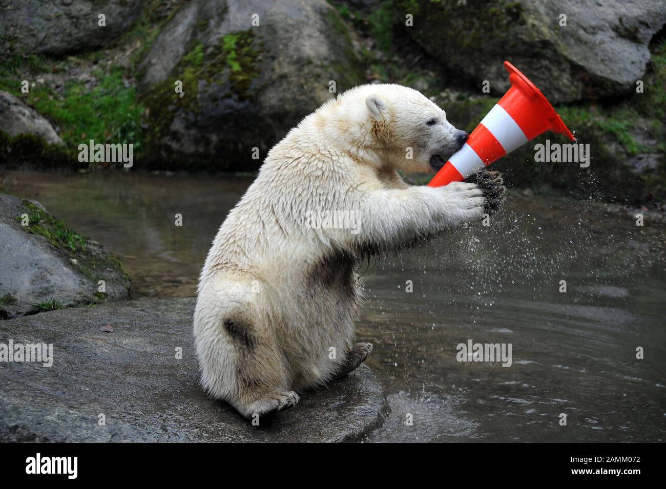 Die jungen Eisbär-Zwillinge Nela und Nobby feiern gemeinsam mit Mutter Giovanna im Zoo Hellabrunn ihren 1. Geburtstag. Das Bild zeigt eines der Tiere, das mit einem Straßenhut spielt. [Automatisierte Übersetzung] Stockfoto