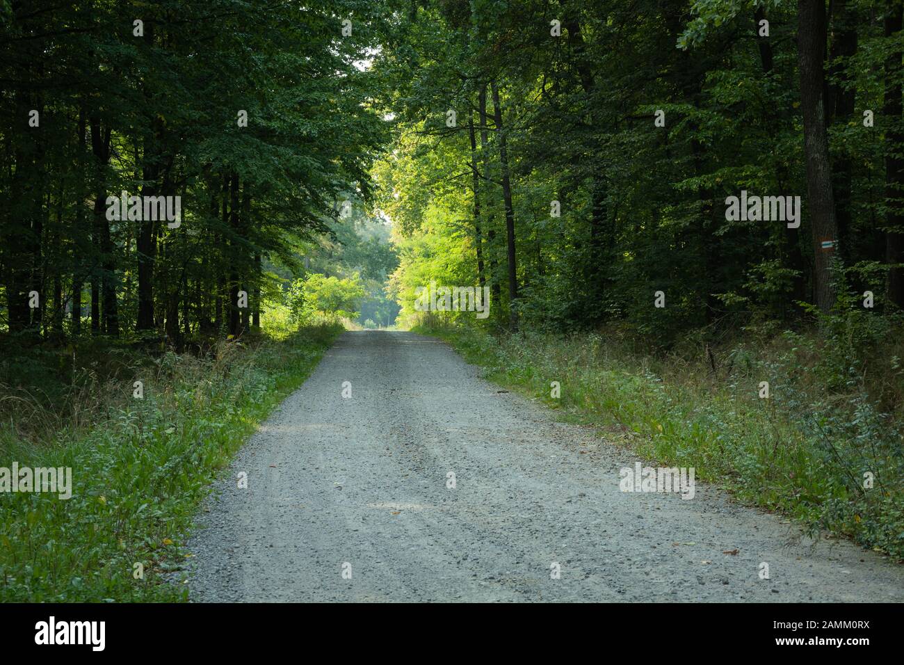 Schotterstraße durch einen grünen Laubwald, Blick auf den Sommer Stockfoto
