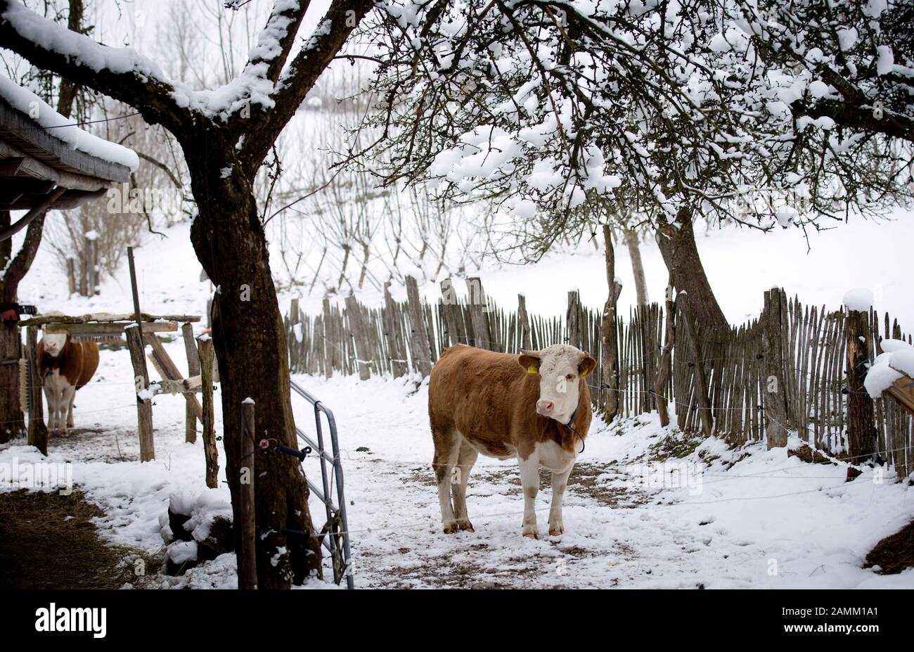 Der Landwirt Bernhard Hummel und seine Familie betreiben in Elmatried eine Bildungsfarm mit einer Heiltagesstätte. Das Bild zeigt eine Kuh. [Automatisierte Übersetzung] Stockfoto