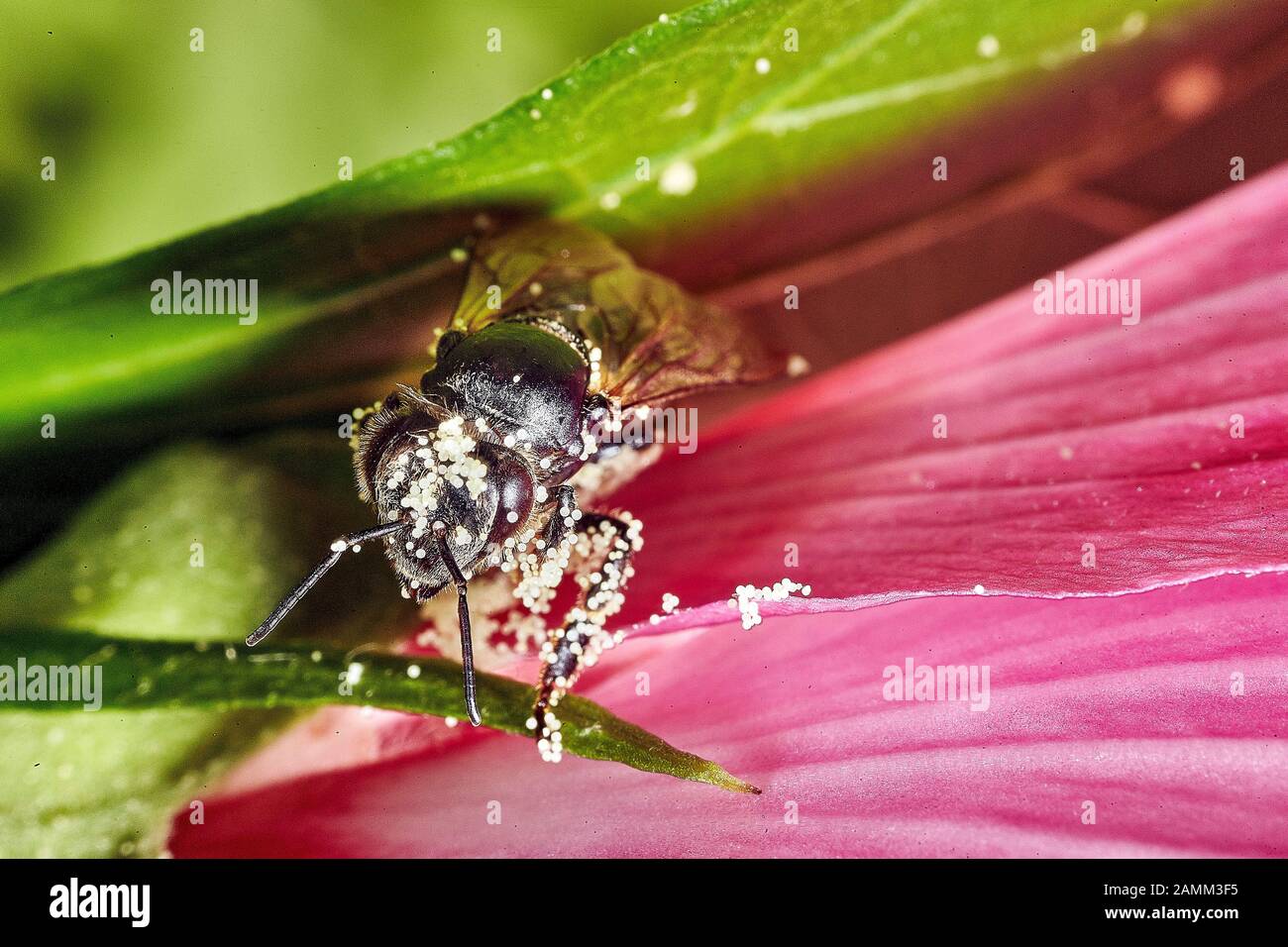Bienen in Maulbeeren, die Mallow (Malva) ist eine Pflanzengattungen in der Familie der Mallee-Familie (Malvaceae), die klebrigen Teilfrüchte haften an Insekten, wie auf dem Foto auf Bienen, Und sind über weite Strecken verbreitet, die Bestäubung erfolgt durch Insekten wie Fliegen, Bienen, Blattkäfern, Wespen, Schmetterlinge und Hummeln, 14.08.2015, [automatisierte Übersetzung] Stockfoto