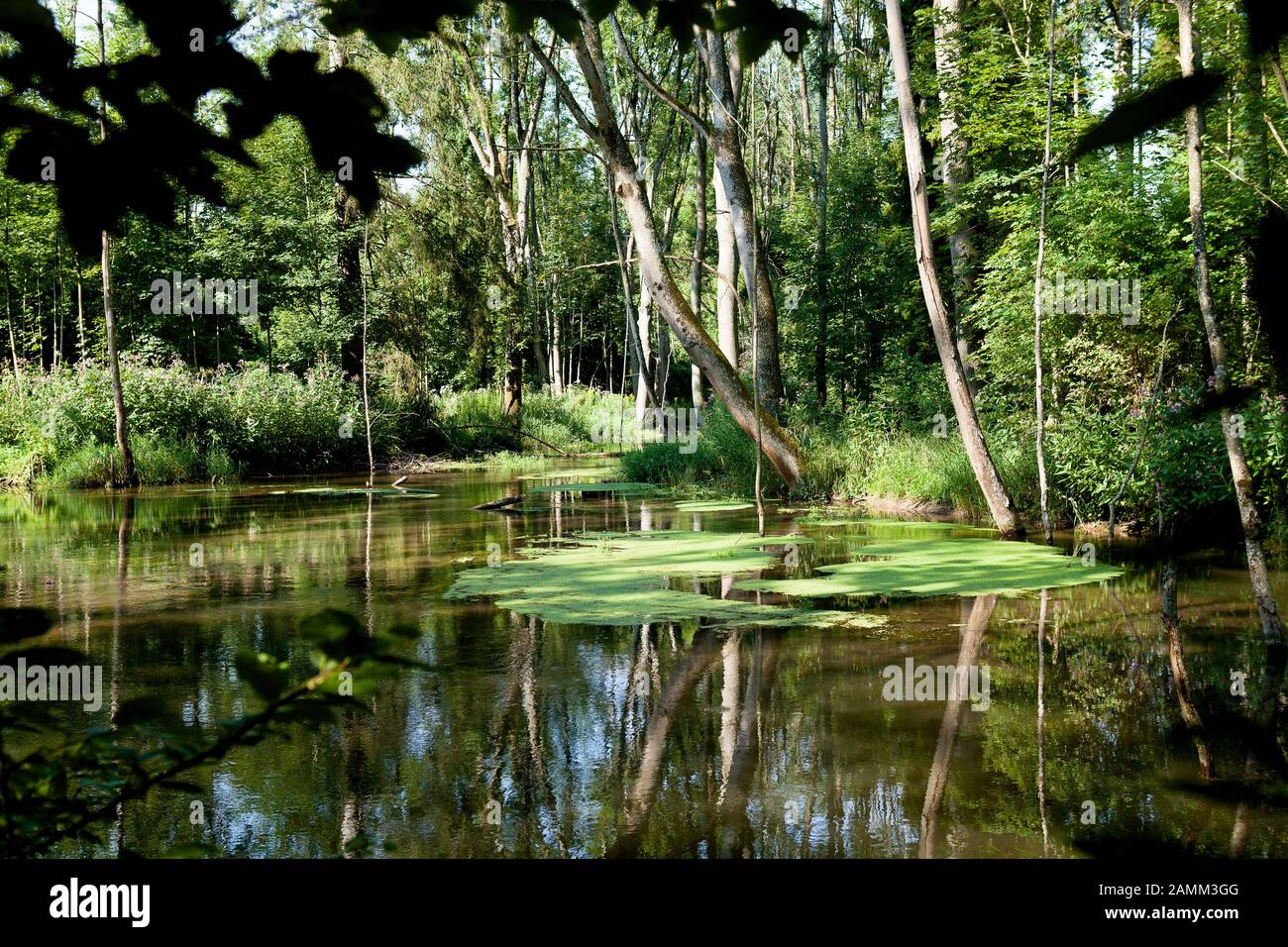 Die Isar-Überschwemmungsgebiete bei Garching bieten gute Lebensbedingungen für Biber. Hier wurde ein von Bibern aufgestauter See aufgestaut, auf dem Teichlentil wächst. [Automatisierte Übersetzung] Stockfoto