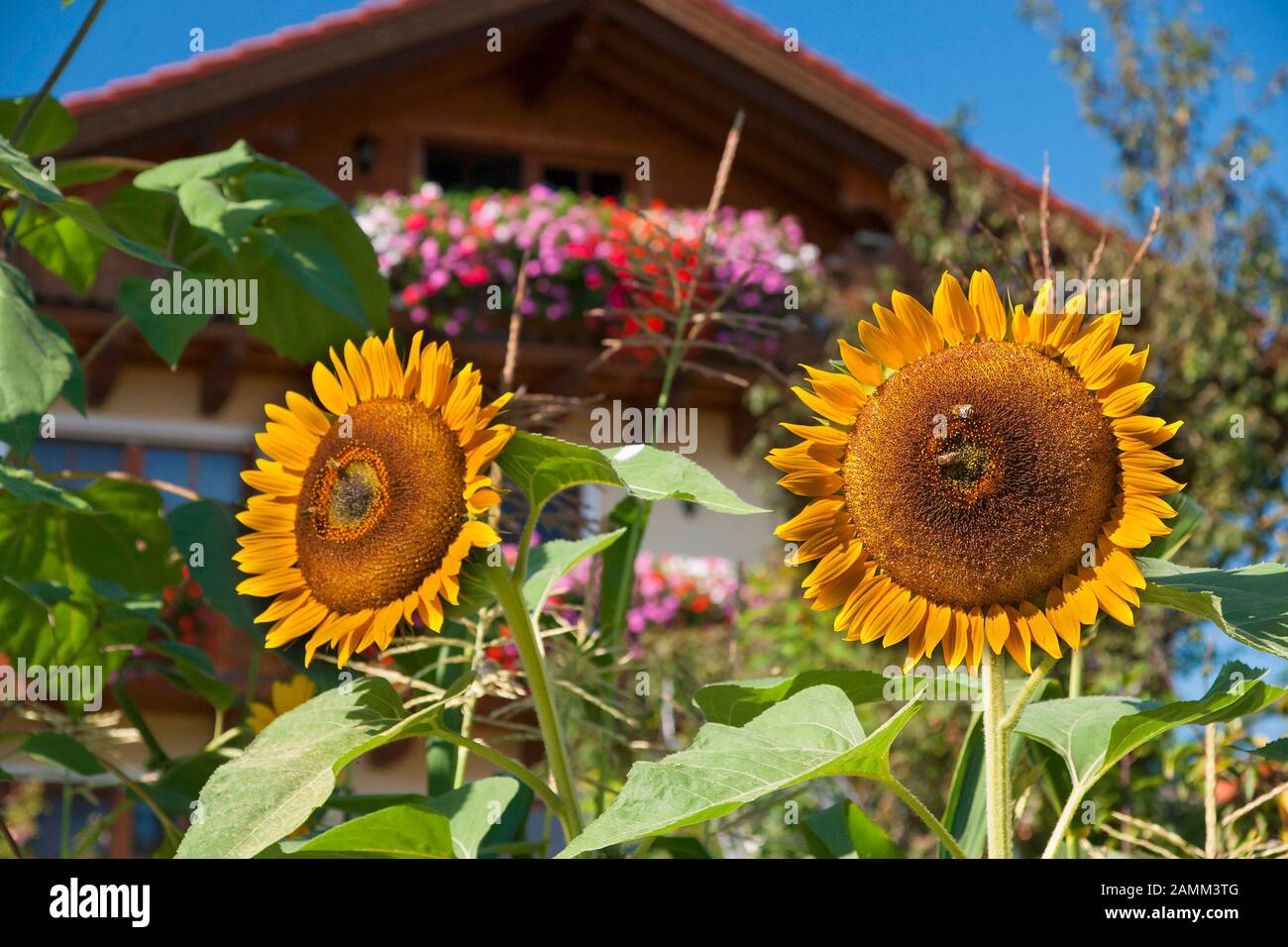 Die Sonnenblume wird von einer Biene, Pflanze und einem Tierleben bestäubt [automatisierte Übersetzung] Stockfoto
