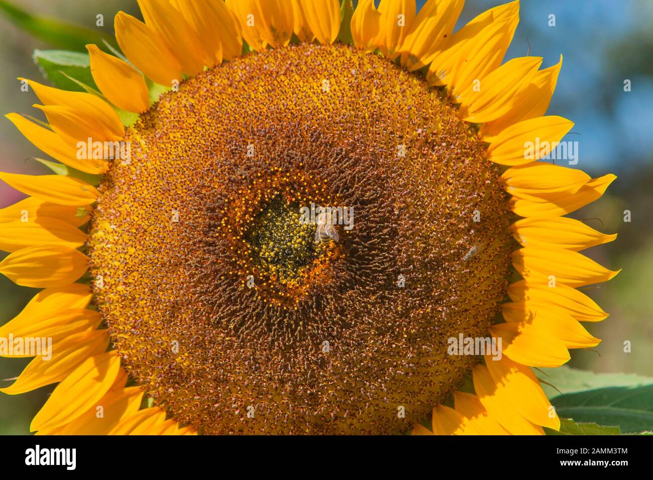 Die Sonnenblume wird von einer Biene, Pflanze und einem Tierleben bestäubt [automatisierte Übersetzung] Stockfoto