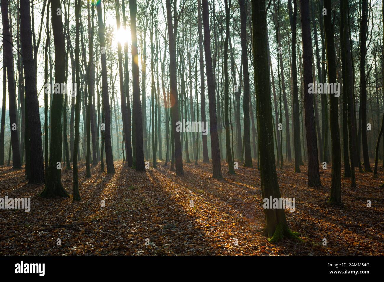 Die Sonne in einem nebligen Wald und abgefallenen Blättern Stockfoto