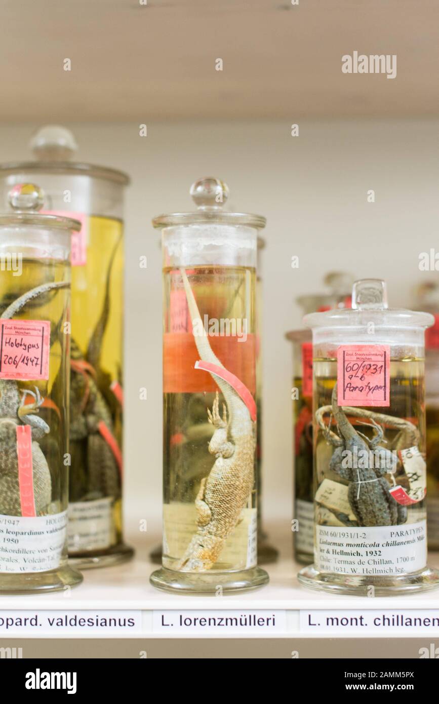 Eine chilenische Iguana (Liolaemus lorenzmuelleri, Zentrum) in der staatlichen Zoologischen Sammlung in München, benannt nach dem Zoologen und ehemaligen Chefkurator Lorenz Müller. [Automatisierte Übersetzung] Stockfoto