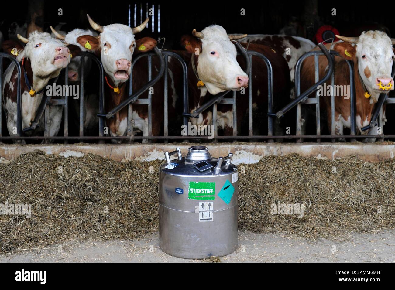 Kühe in einer Scheune in Mittelfranken. Vor der Scheune befindet sich ein Tank, in dem die Sprema der Bullen mit Stickstoff gekühlt wird. [Automatisierte Übersetzung] Stockfoto