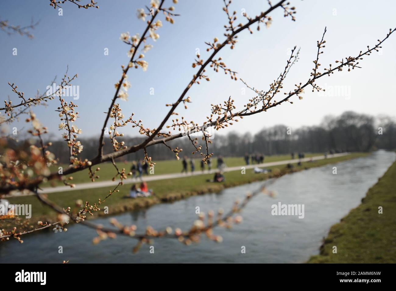 Ein blühender Strauch im Englischen Garten in München. [Automatisierte Übersetzung] Stockfoto