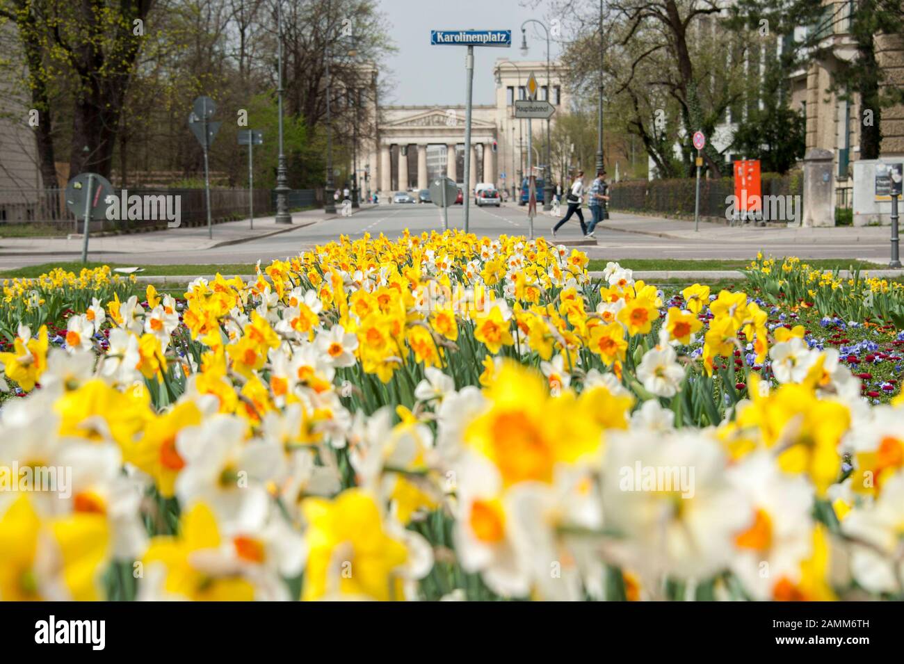 Frühlings-Eindrücke vom Karolinenplatz, auf dem Narzissen und andere Blumen blühen. Im Hintergrund die Propyläen am Königsplatz. [Automatisierte Übersetzung] Stockfoto