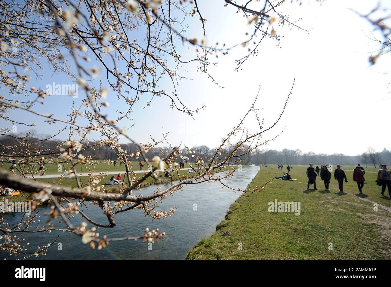 Ein blühender Strauch im Englischen Garten in München. [Automatisierte Übersetzung] Stockfoto