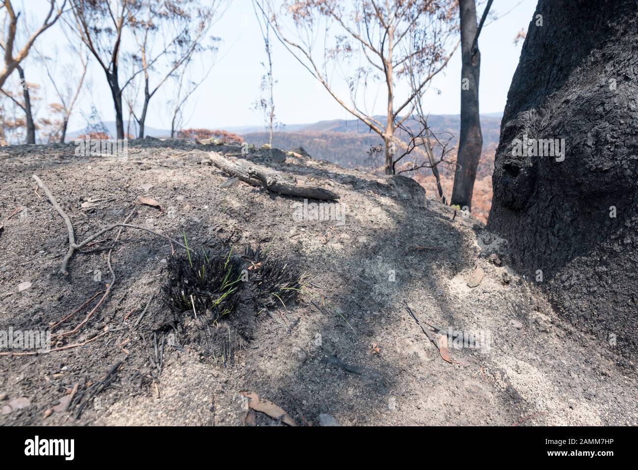 Der Gospers Mountain Mega-Fire hat über 500.000 Hektar Busch-, Bauernhöfe und Volkswohnungen durchgebrannt. Im Vorort Bilpin sprang Ende Dezember das Feuer auf die Bells Line of Road und brannte Häuser, apfelplantagen und Geschäfte nieder, die die Gegend berühmt machen. Dieses Bild, das nicht weit von Bilpin entfernt ist, zeigt nur einige neue grüne Triebe, die nach den jüngsten leichten Niederschlägen aus einer verkohlten nativen Graspflanze wachsen. Ab dem 14. Januar 2020 brennt das Feuer noch, wird aber als "Eingedämmt" eingestuft und alle betroffenen Straßen sind nun für den Verkehr freigegeben. Foto Credit Stephen Dwyer Alamy News Stockfoto