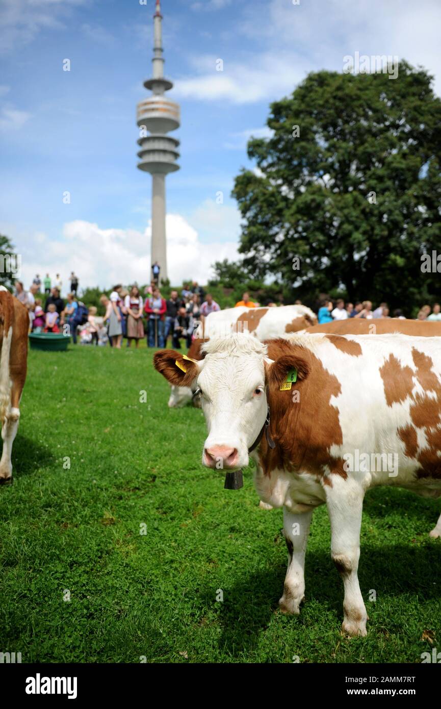 Mit einem Familienfest im Münchner Olympiapark wirbt der Bayerische Milchwirtschaftsverband für gutes Essen. Höhepunkt ist der Aufstieg mit 15 Kühen zum Olympia-Berg. [Automatisierte Übersetzung] Stockfoto