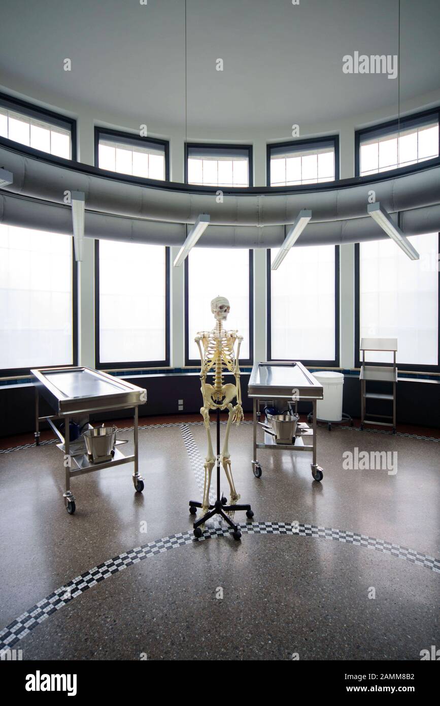 Blick auf das anatomische Institut der Münchner Ludwig-Universität (LMU) in der Pettenkoferstraße 11 nach Abschluss der Generalsanierung. Das Bild zeigt ein Skelett im sich schneidenden Raum. [Automatisierte Übersetzung] Stockfoto