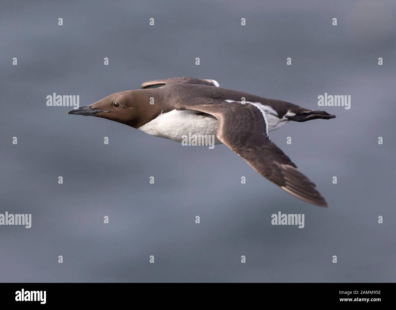 Detaillierte Seitenansicht Nahaufnahme des wilden guillemot Seevoir (Uria Aalge), isoliert im Flug über das Meer. Coastal guillemot, UK Auk Flying Free. Stockfoto