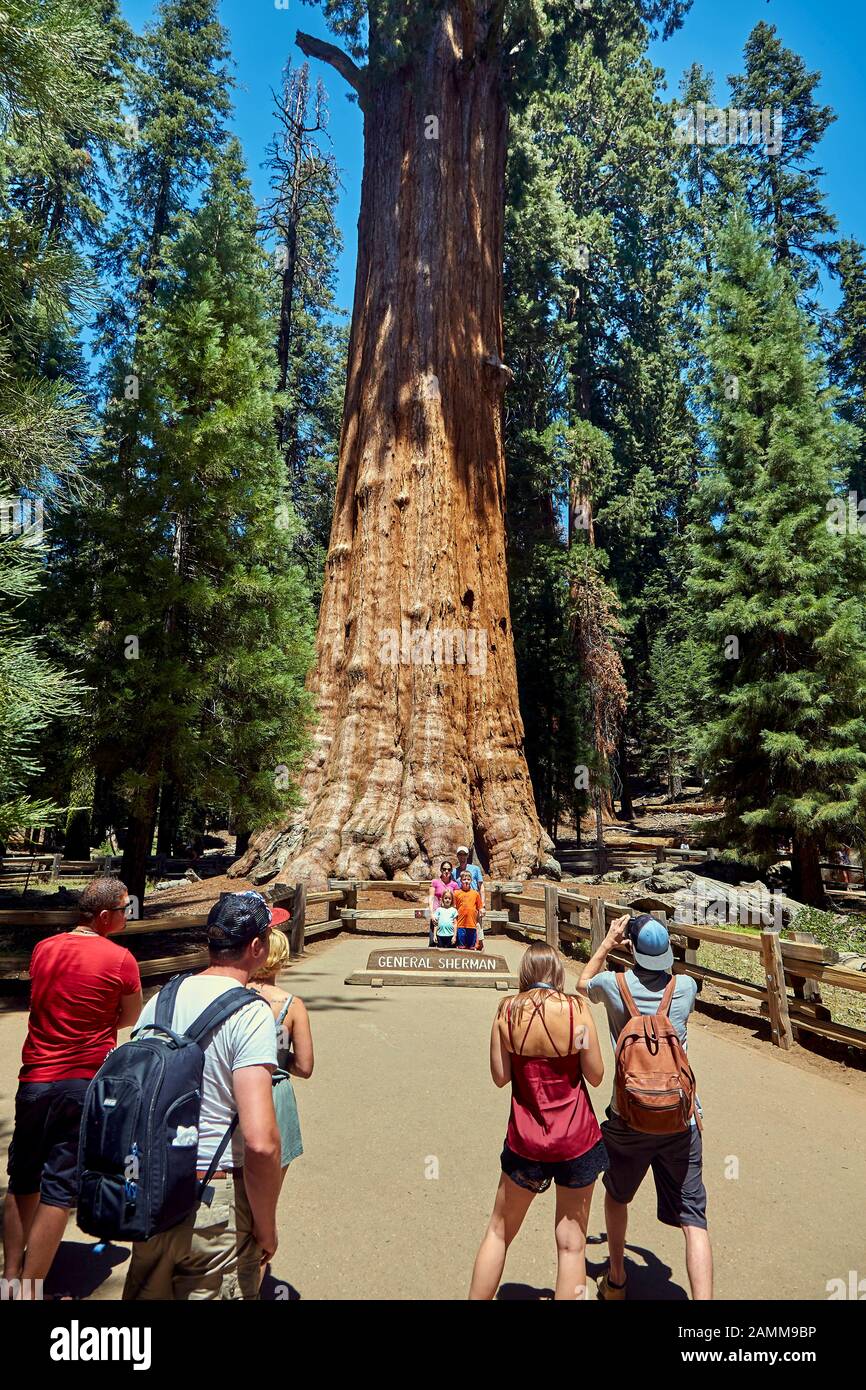 Der General Sherman Tree ist der voluminösste lebende Baum der Erde. Es handelt sich um einen Berg oder eine riesige Sequoia mit einer Höhe von 83 Metern (Sequoiadendron giganteum) und liegt im Riesenwald des Sequoia National Park im US-Bundesstaat Kalifornien. Sein Alter wird auf etwa 1900 bis 2500 Jahre geschätzt, sequoia-Bäume im Sequoia National Park an den Westhängen der kalifornischen Sierra Nevada im Westen der USA.14.08.2016, Foto: Manfred Neubauer [automatisierte Übersetzung] Stockfoto