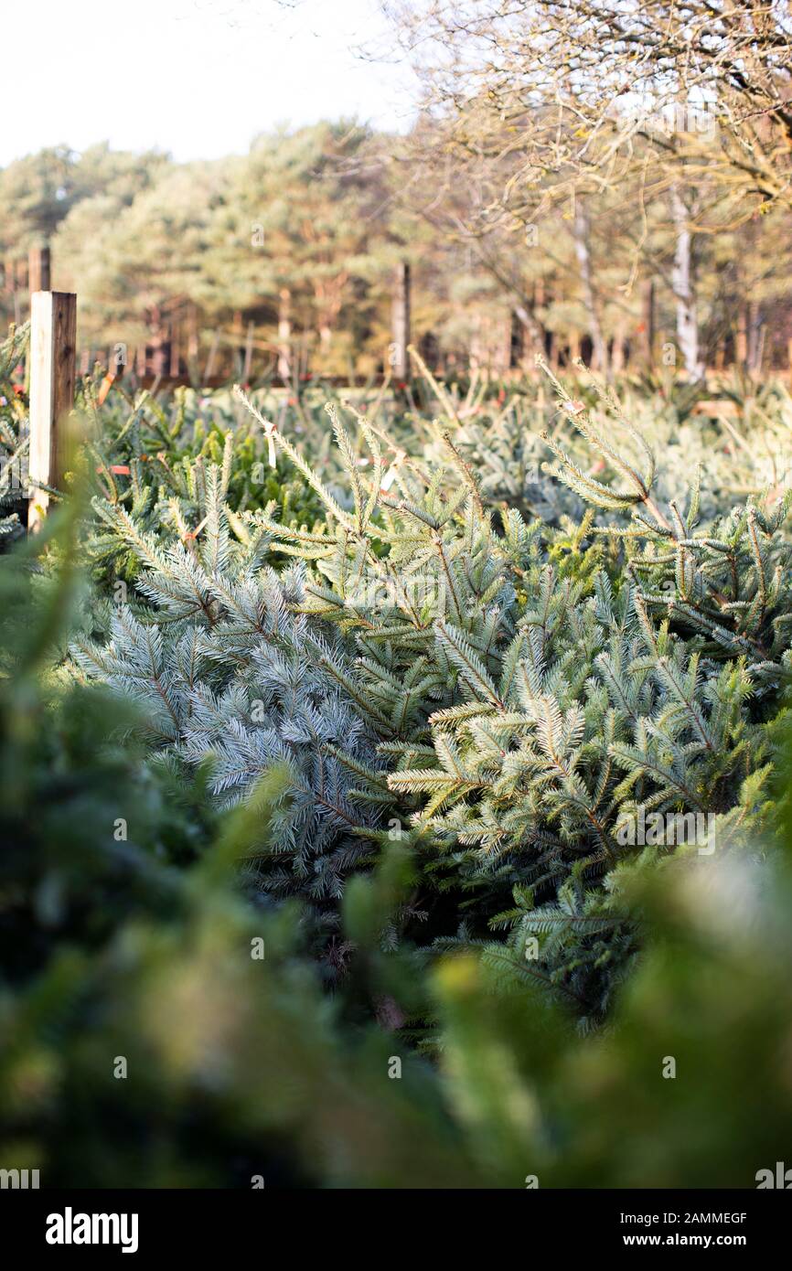 In einem Außenbereich im Rushmere Forest haben die Kunden echte Weihnachtsbäume in einer Reihe gelegt Stockfoto