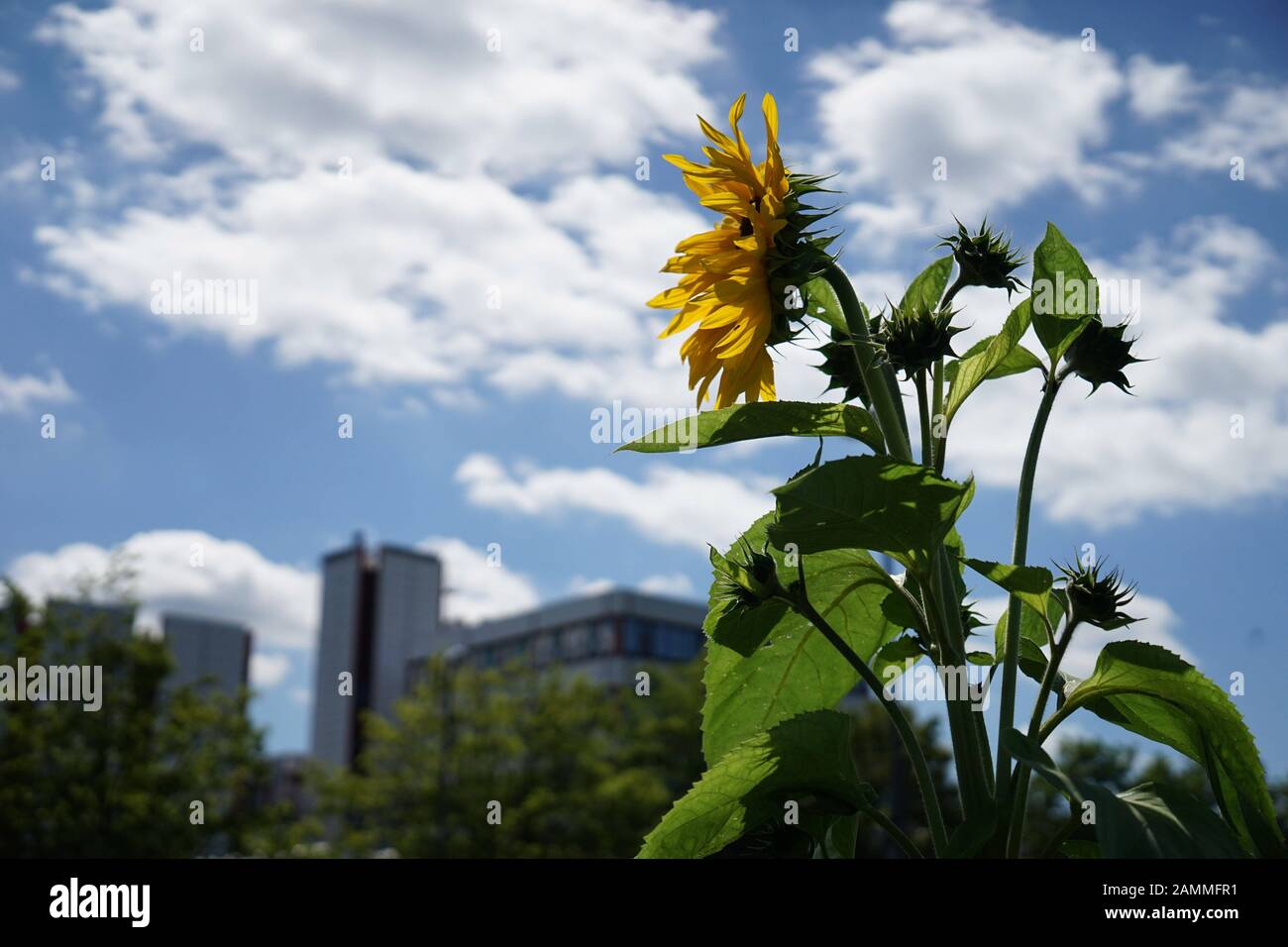 Eine Sonnenblume auf einem Blumenfeld in Neuried bei München. [Automatisierte Übersetzung] Stockfoto