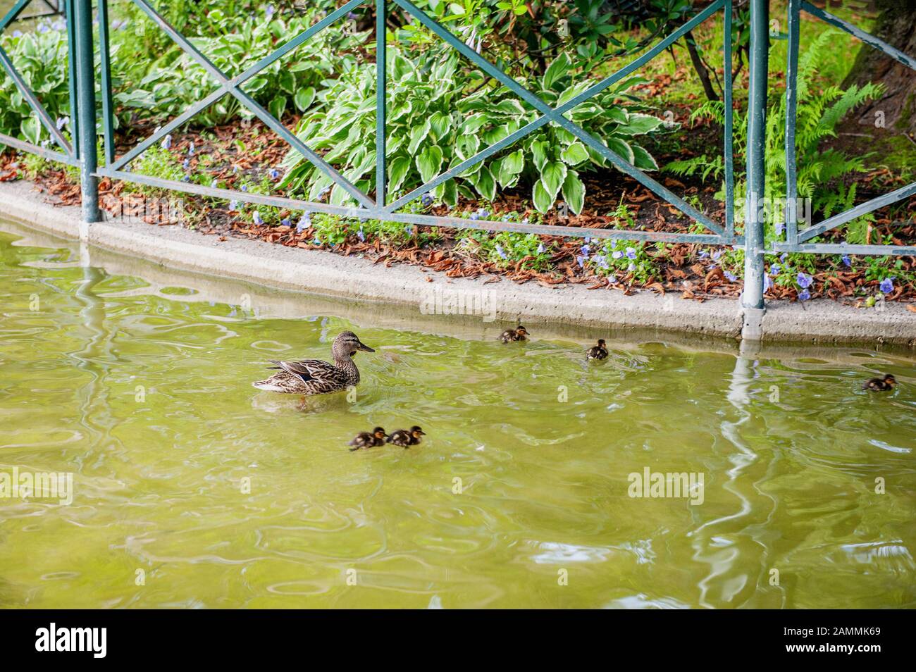 Eine Ente schwimmt mit Duckeln in einem Stadtteich auf der Straße. Selektiver Fokus. Stockfoto