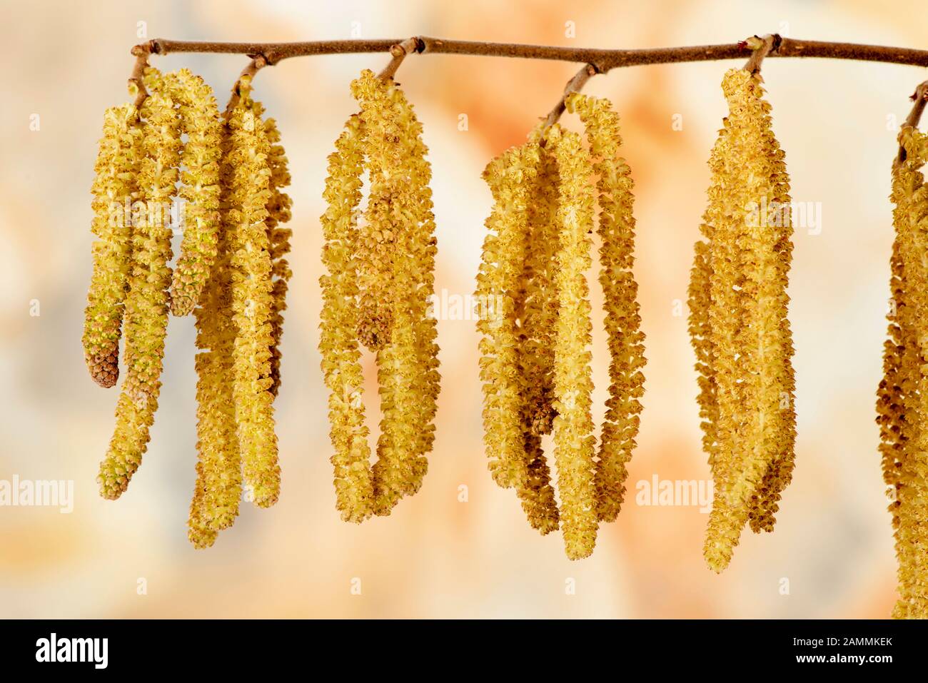 Pollen und Infloreszenzen eines Haselnussbusches [automatisierte Übersetzung] Stockfoto