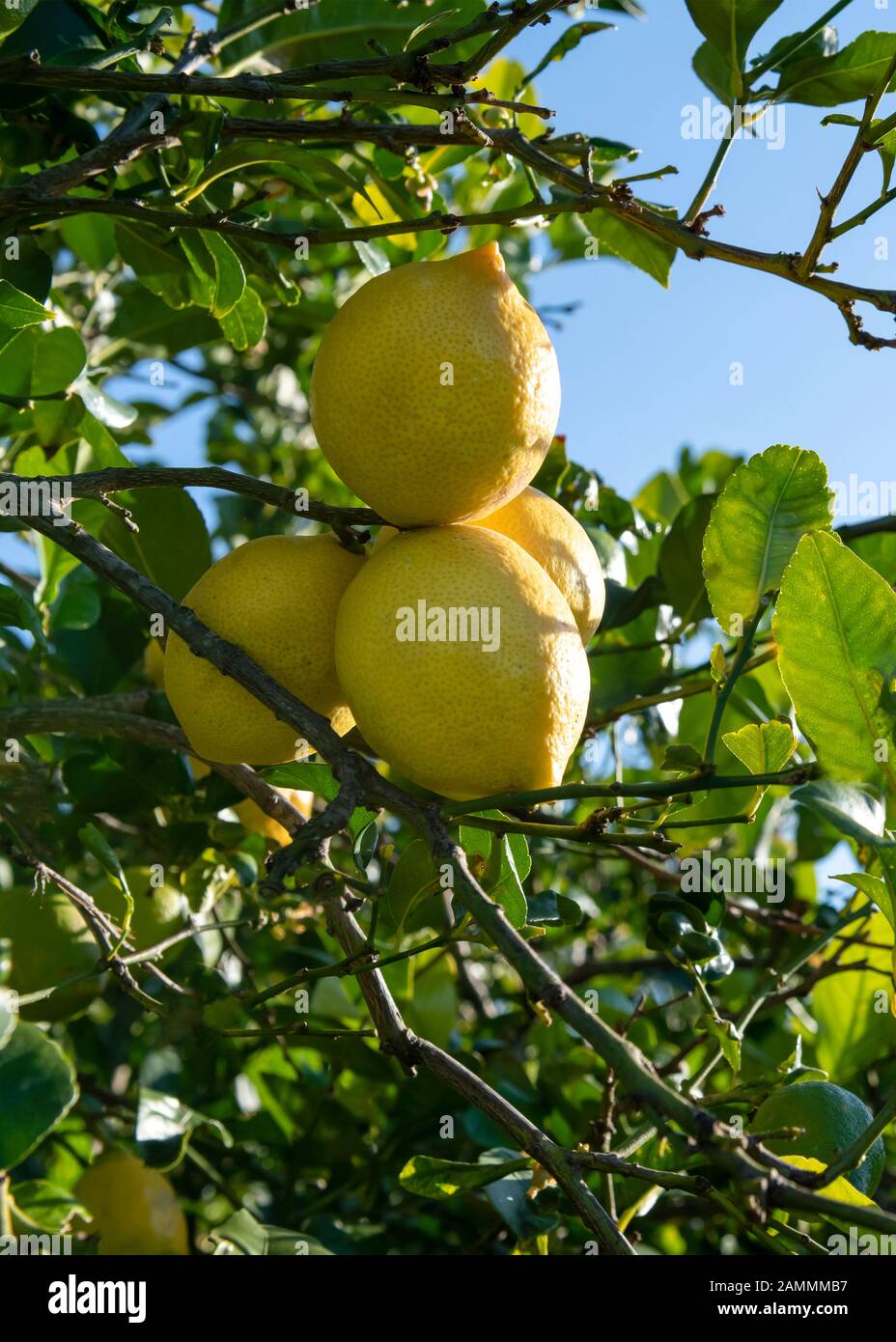 Gruppe spanischer Zitronen, die an einem senkrechten Baum hängen. Für den Kopierraum, der die Abendsonne, Grün im Hintergrund, eintüncht Stockfoto