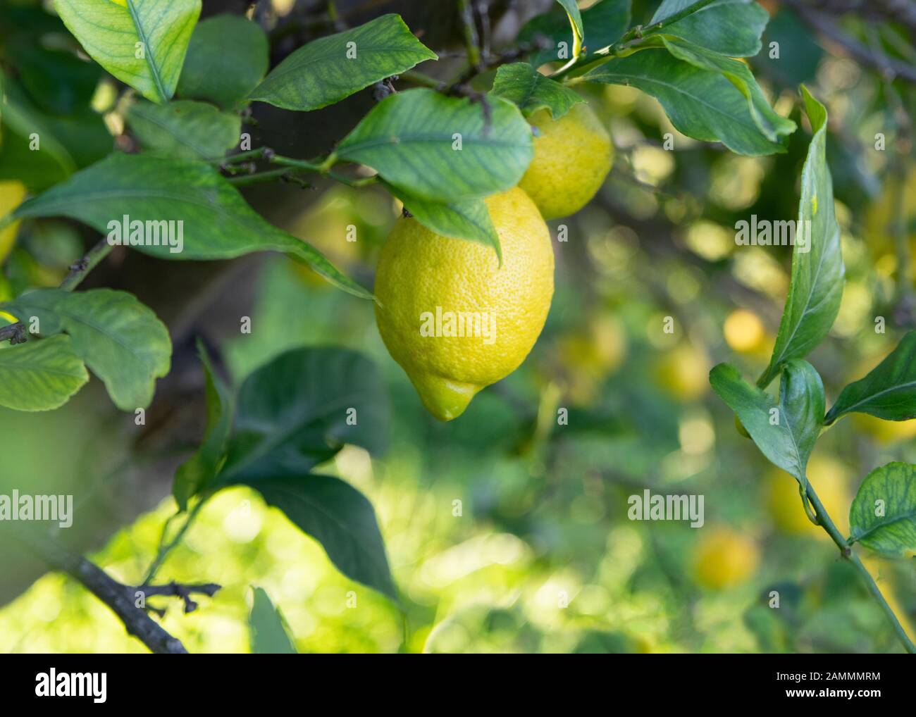 Hübsches Bild von spanischen Zitronen, die an einem Baumkopierplatz auf kolousem Hintergrund hängen Stockfoto