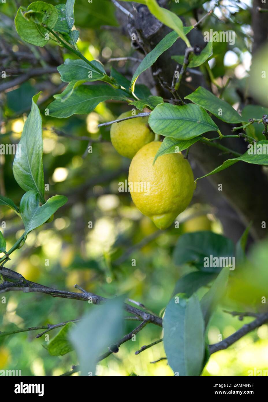 Nahaufnahme einer einzelnen Zitrone, die an einem Baum hängt. Vertikal für den Kopierbereich, der die Abendsonne, das Grün im Hintergrund, durchtränkt Stockfoto