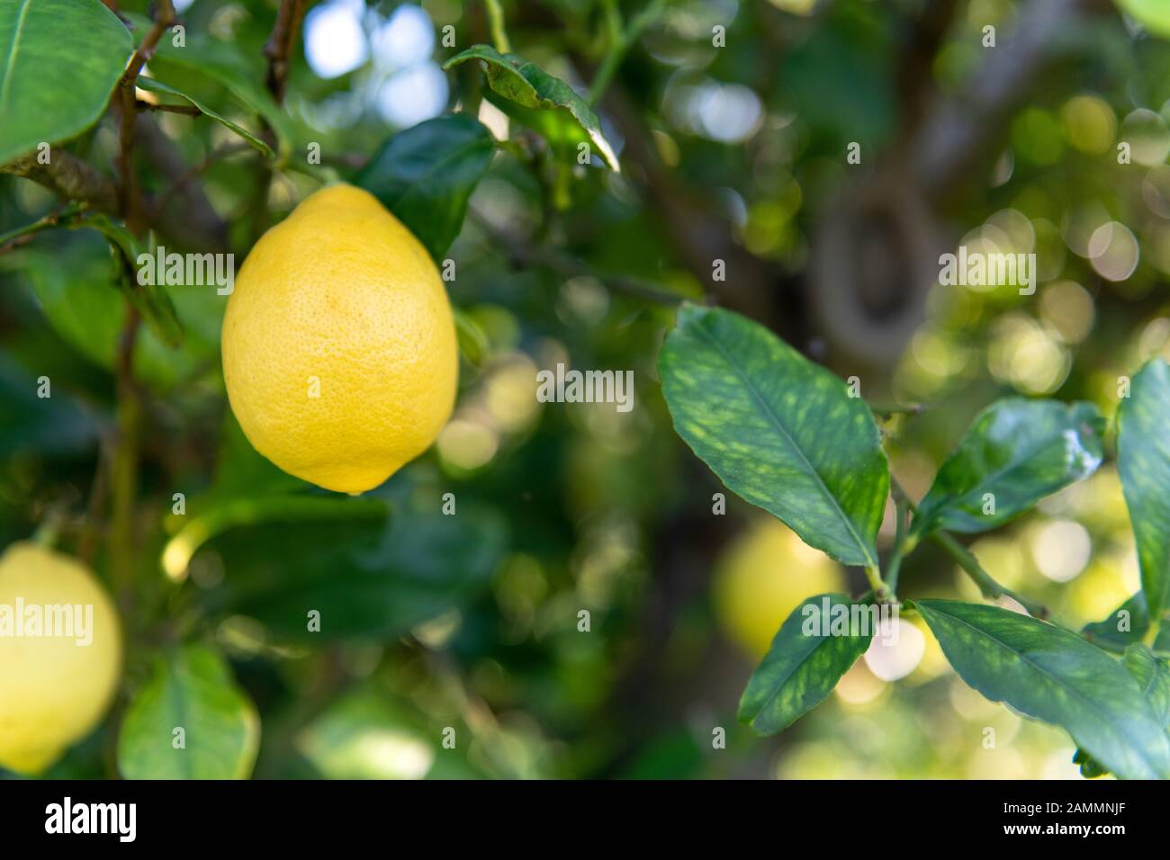 Einzelne Zitrone hängt an einem Baum. Für den Kopierraum, der die Abendsonne, Grün im Hintergrund, durchtränkt Stockfoto