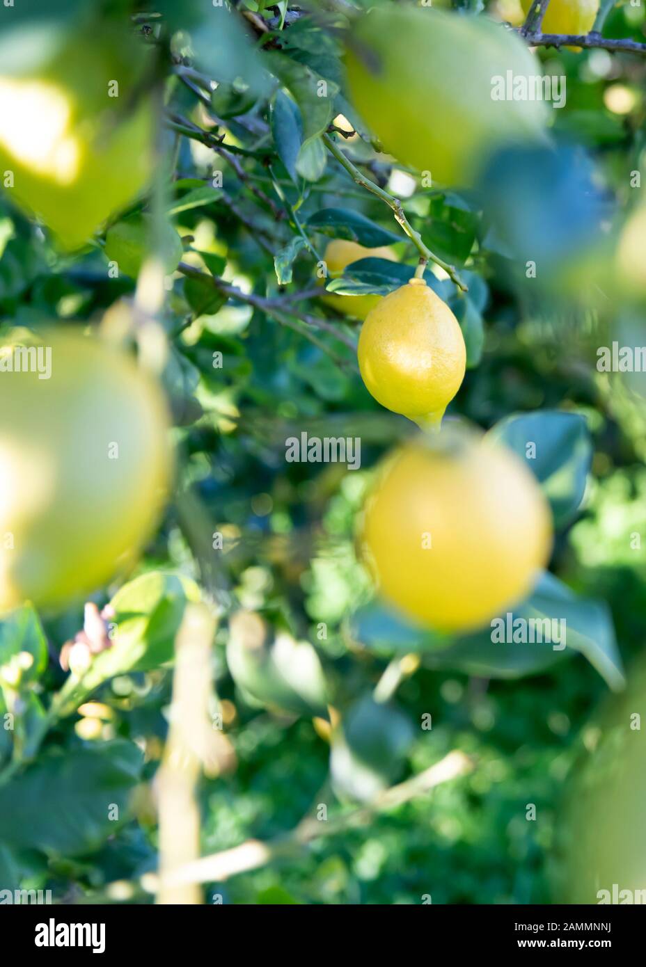 Die Zitronen, die an einem Baum hängen, konzentrieren sich auf einen . für den Kopierraum, der die Abendsonne einlädt, im Hintergrund auf Grün Stockfoto