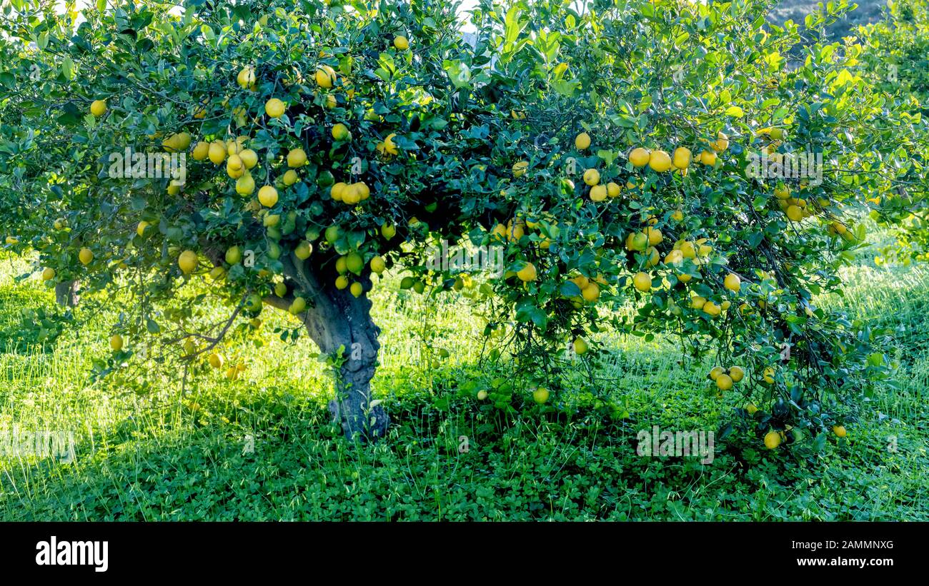 Großer spanischer Zitronenbaum voller Obst 16-9. Für den Kopierraum, der die Abendsonne im Hintergrund erfrischen kann Stockfoto