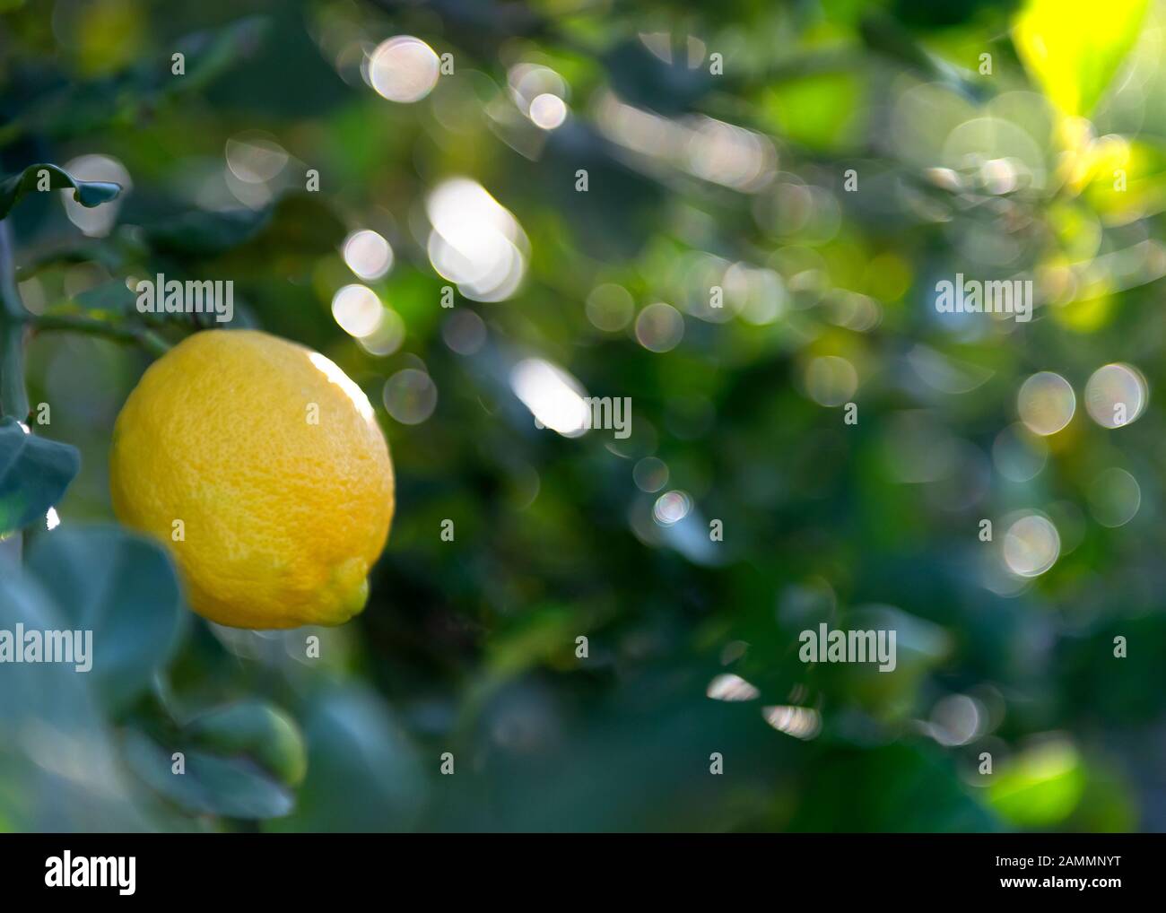 Aufnahme für Text und Text mit selektivem Fokus auf einer einzelnen Zitrone, die im Hintergrund die spanische Sonne ins Grün eindeißt Stockfoto