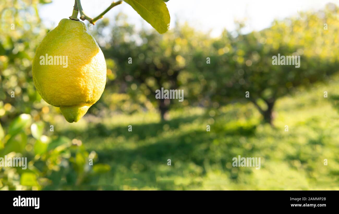 Große spanische Zitrone hängt von einem Baum 16-9 Ernte. Für den Kopierraum, der die Abendsonne, Grün im Hintergrund, durchtränkt Stockfoto