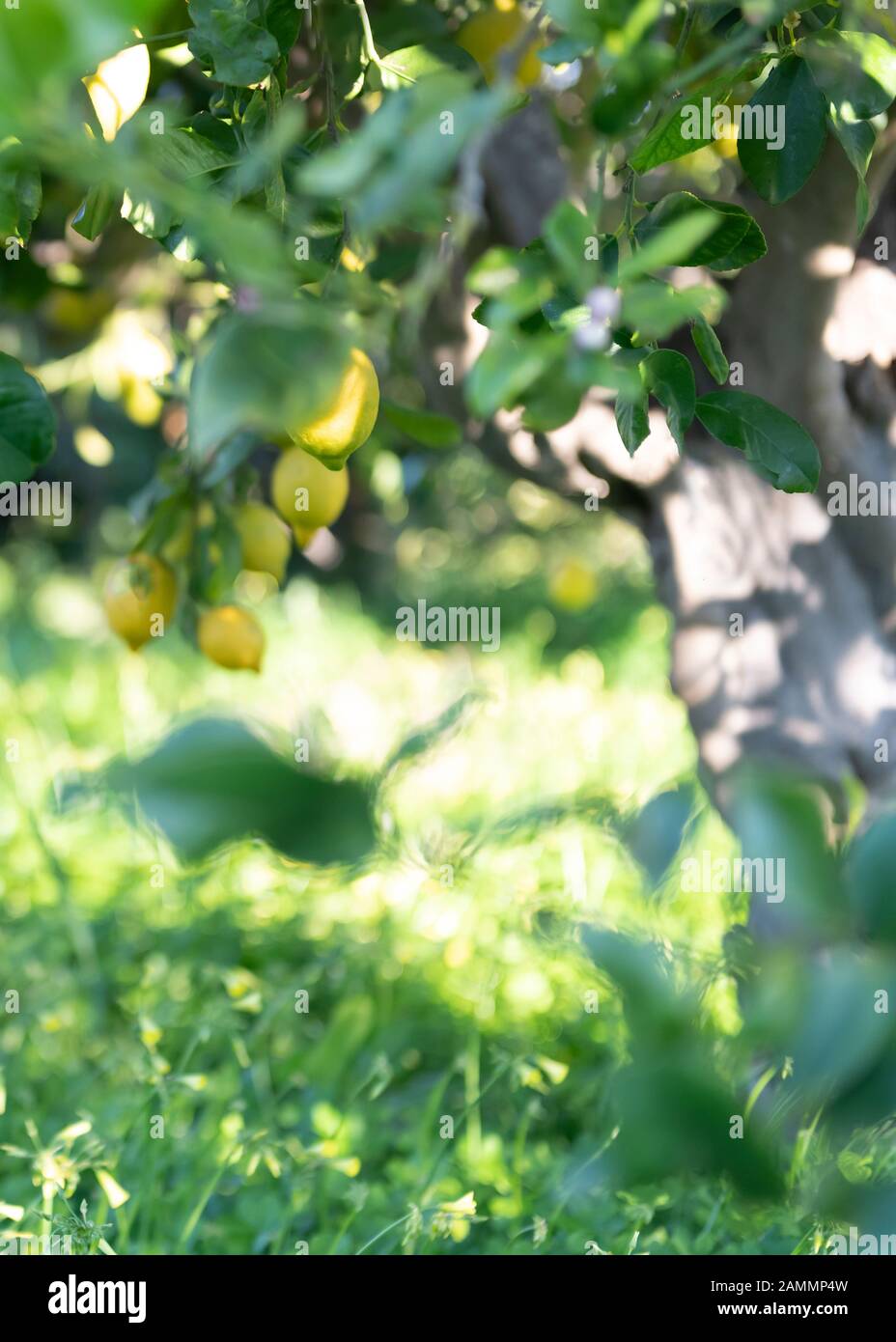 Aufnahme für Text und Text in einem selektiven Zitronenbaum, der die spanische Sonne im Hintergrund ertränkt Stockfoto