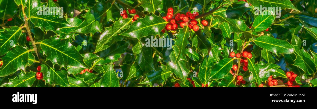Hintergrundbild: Holly und Red Beeren Banner Stockfoto