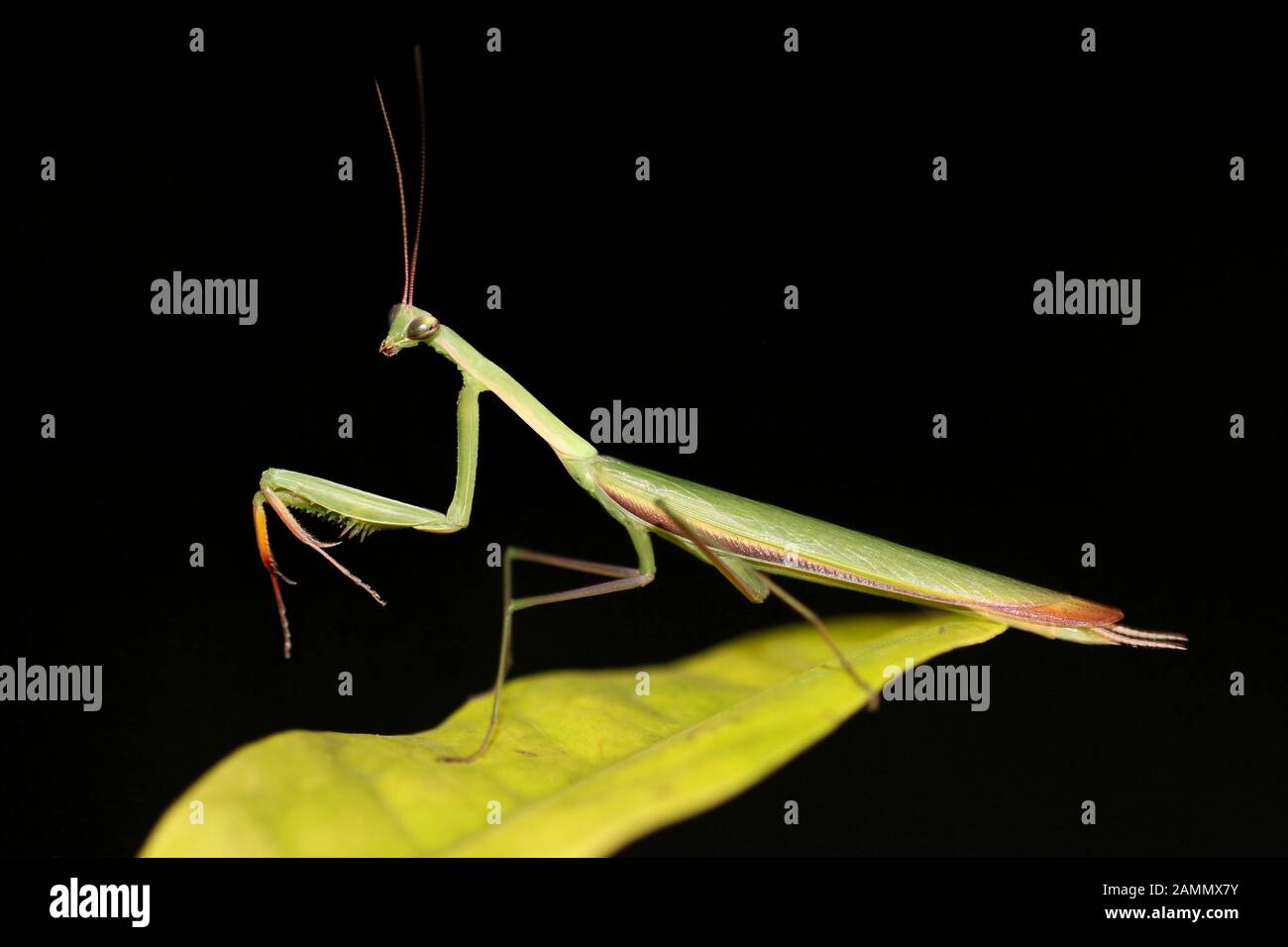 Betender Mantid Mantis religiosa in Defence Posture, Gujarat, Indien Stockfoto