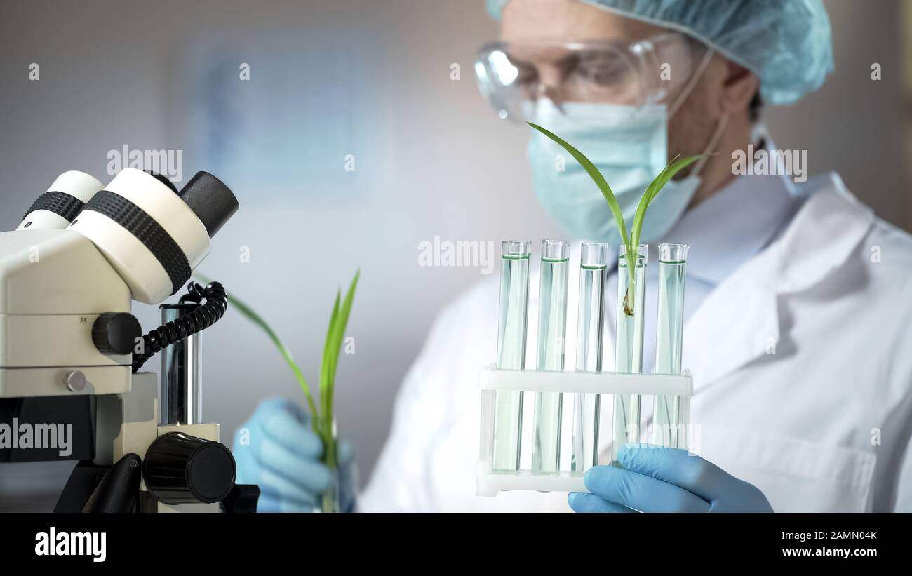 Biologe überprüft grüne Pflanzen im Reagenzglas, Agrar-Experiment, Hormone Stockfoto