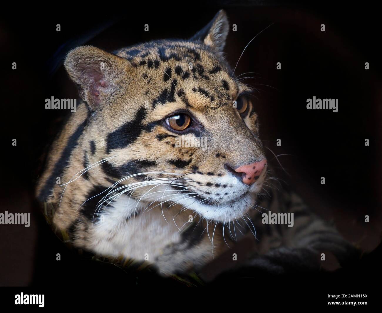 Nebelparder Neofelis nebulosa Captive portrait Stockfoto