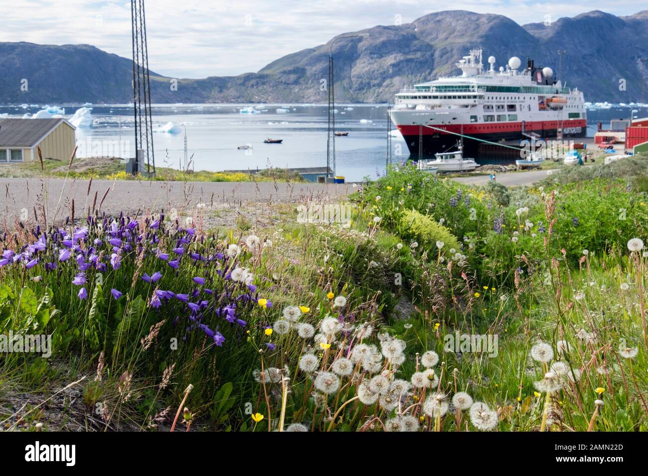 Sommerliche Wildblumen mit Hurtigruten Entdecker-Kreuzfahrtschiff MS Fram Expeditionskessel im Hafen angedockt. Tunulliarfik-Fjord Narsaq Kujalleq Südgrönland Stockfoto