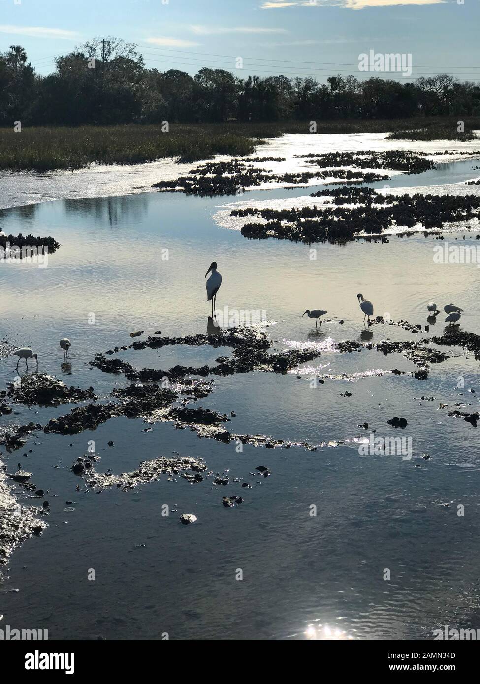 Marsh-Ansicht. St. Augustine, Florida. Stockfoto