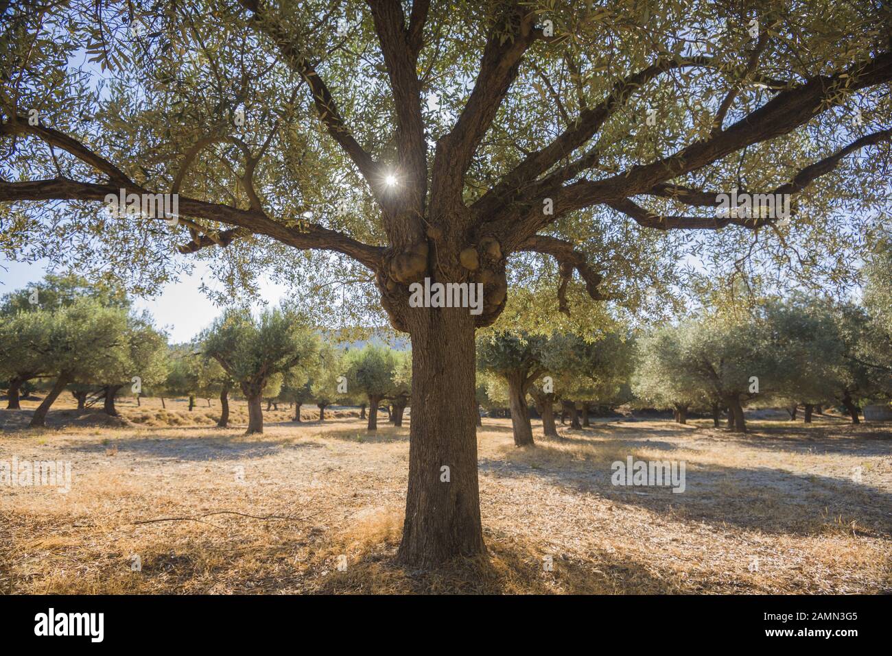 Olivenplantage am Sonnentag. Alte, veraltete Olivenbäume. Europäische Oliven (Olea europaea)-Plantage mit Olivenbäumen. Rhodos, Griechenland Stockfoto